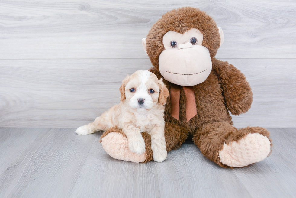 Cavachon Pup Being Cute