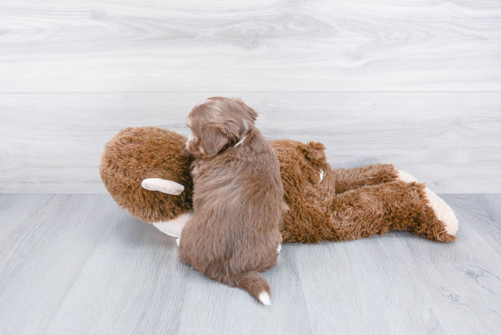 Best Teddy Bear Baby