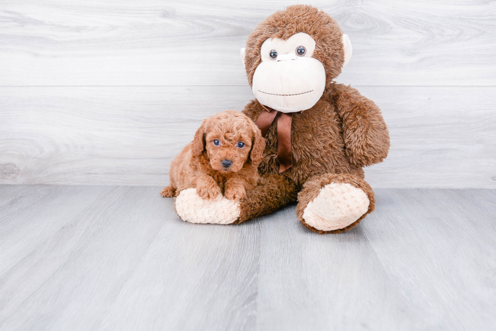 Popular Mini Goldendoodle Poodle Mix Pup