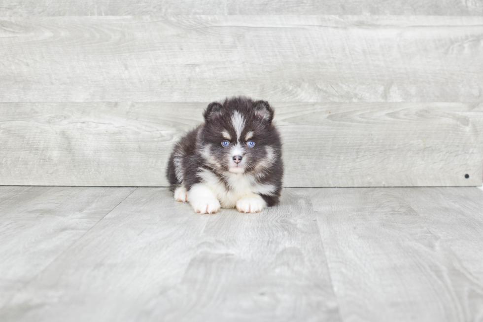 Popular Pomsky Designer Pup