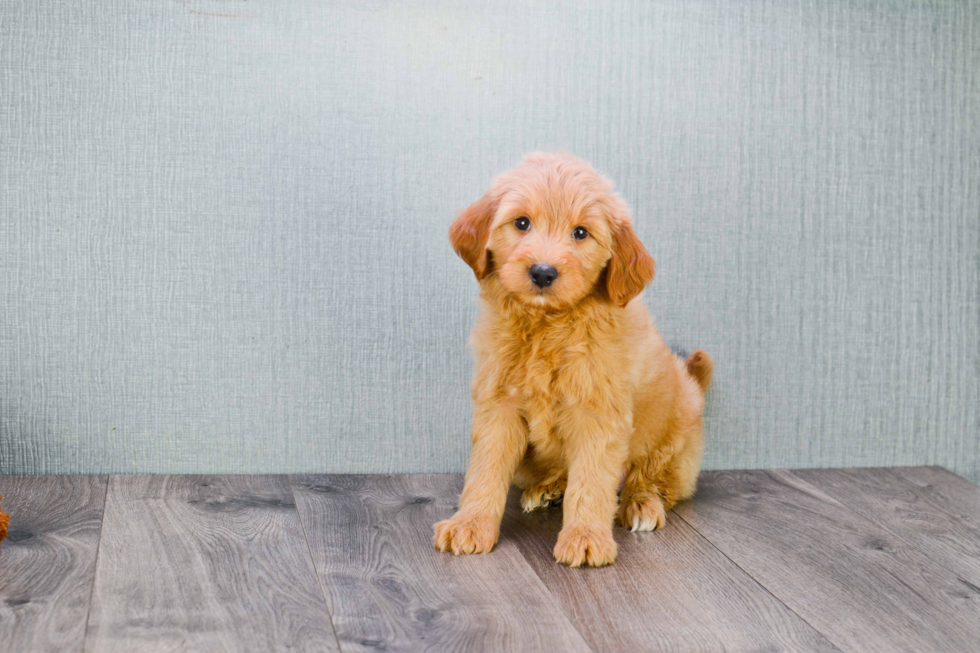 Best Mini Goldendoodle Baby