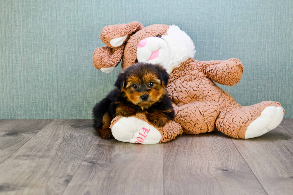 Meet Avery - our Yorkshire Terrier Puppy Photo 