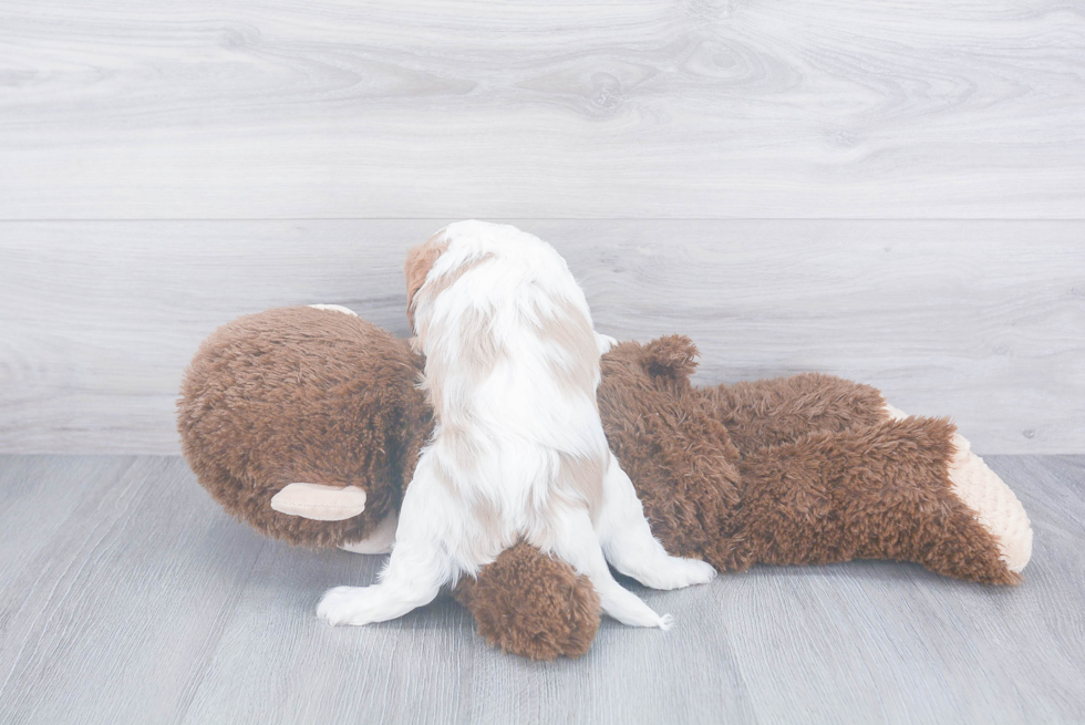 Cavalier King Charles Spaniel Pup Being Cute