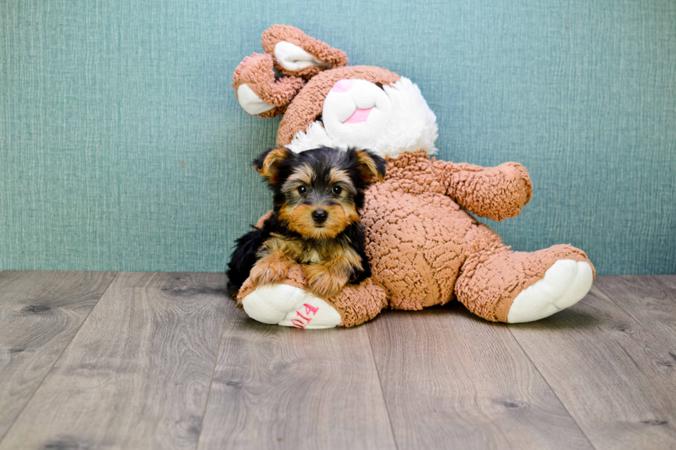 Meet Snickers - our Yorkshire Terrier Puppy Photo 