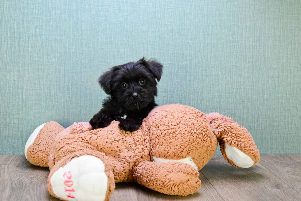 Best Morkie Baby