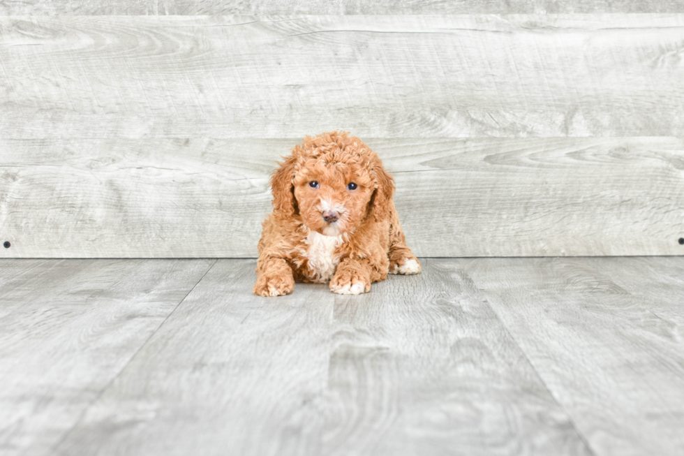 Popular Mini Goldendoodle Poodle Mix Pup