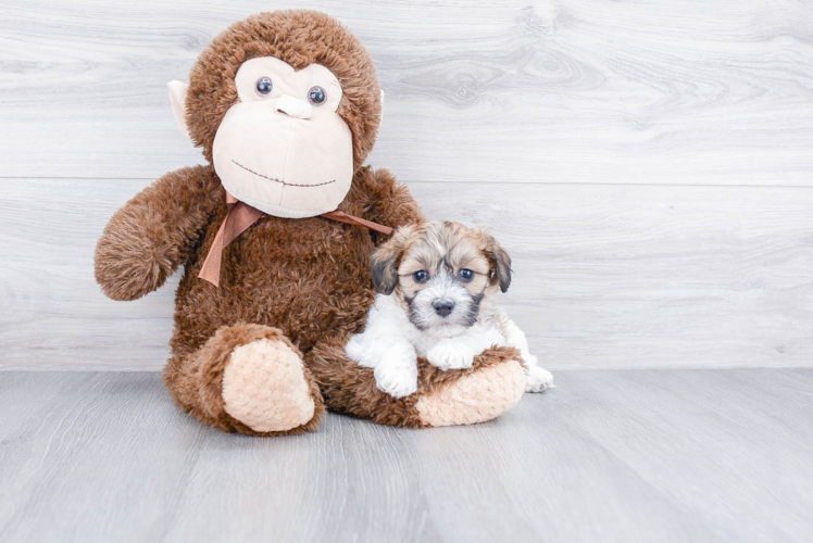 Playful Shichon Designer Puppy