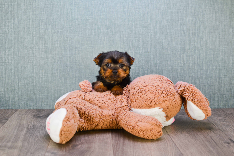 Meet Ronaldo - our Yorkshire Terrier Puppy Photo 