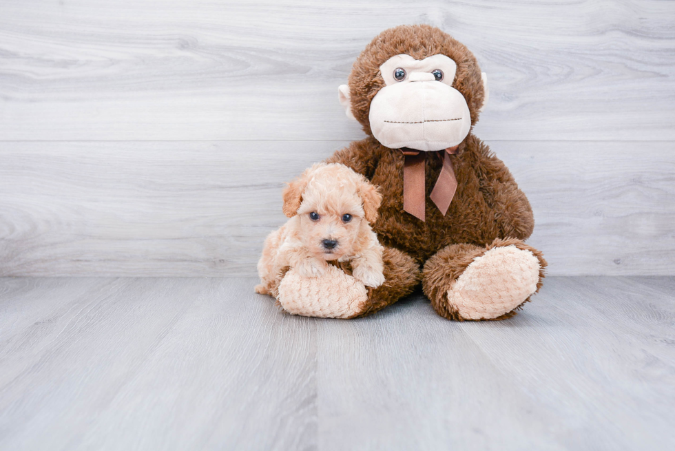 Best Maltipoo Baby