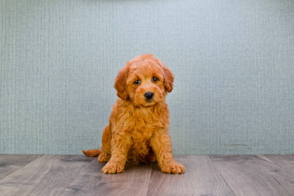 Best Mini Goldendoodle Baby