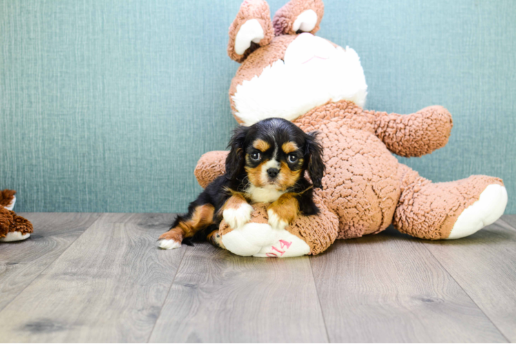 Cavalier King Charles Spaniel Puppy for Adoption