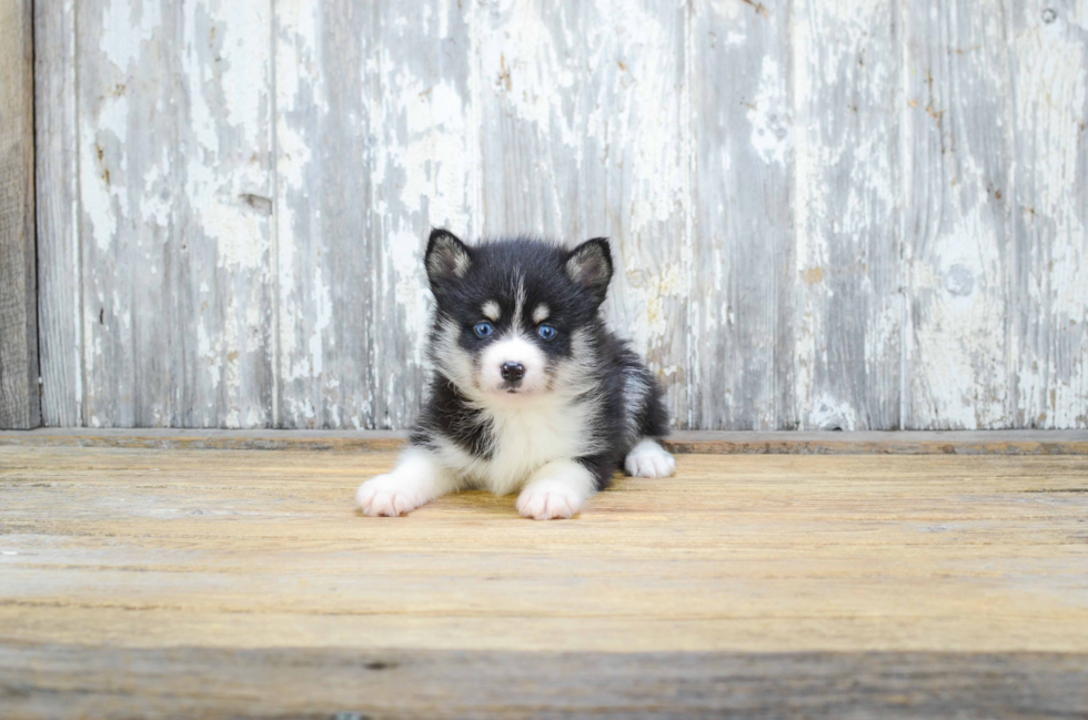 Adorable Mini Husky Designer Puppy