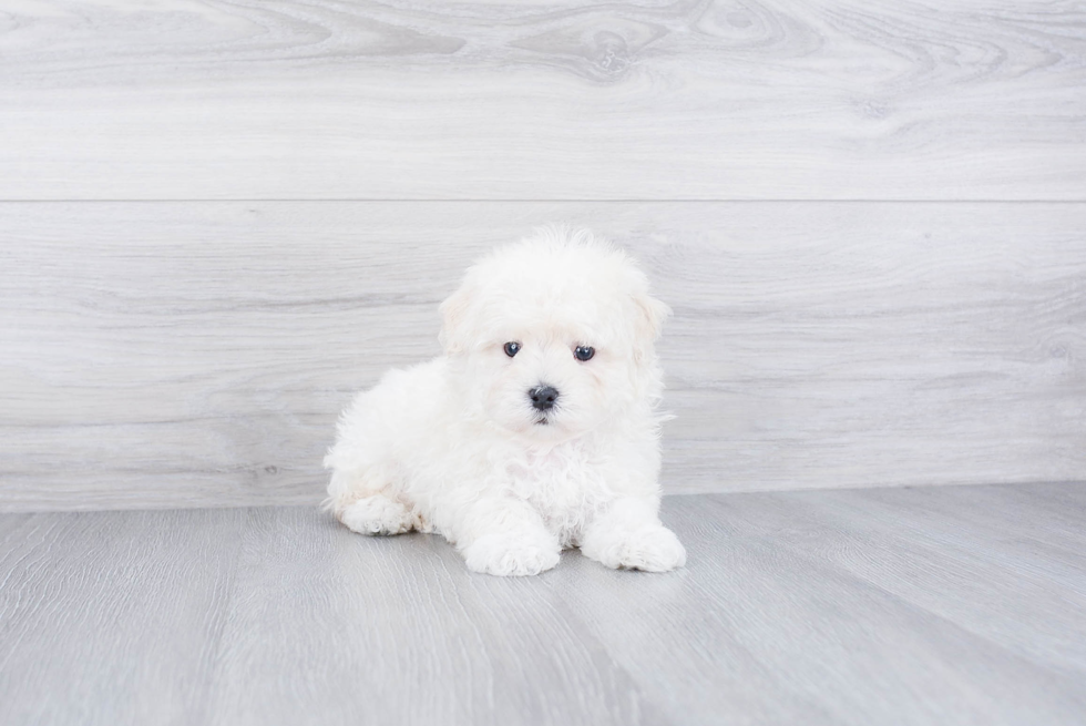 Popular Maltipoo Poodle Mix Pup