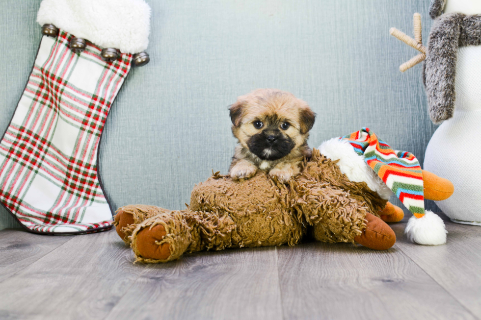 Shorkie Pup Being Cute