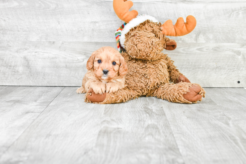 Small Cavapoo Baby