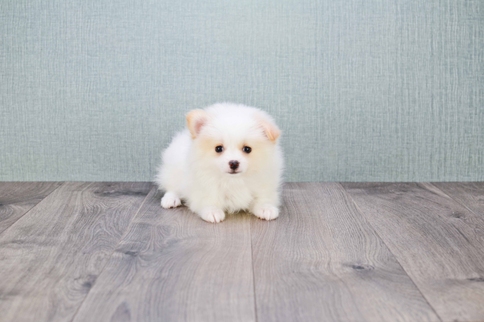 Popular Pomeranian Purebred Pup