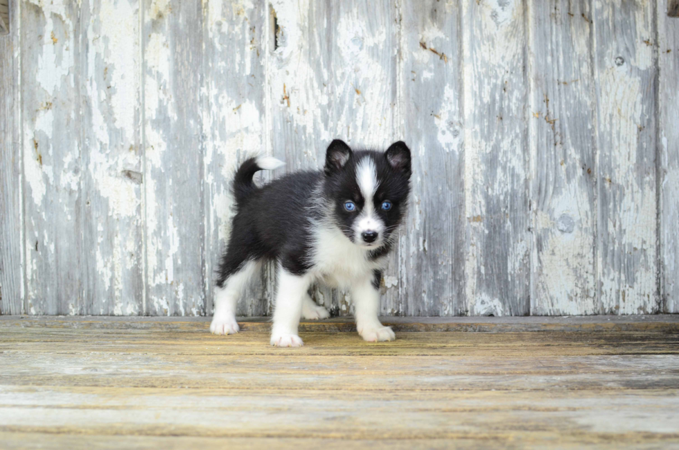 Energetic Mini Husky Designer Puppy