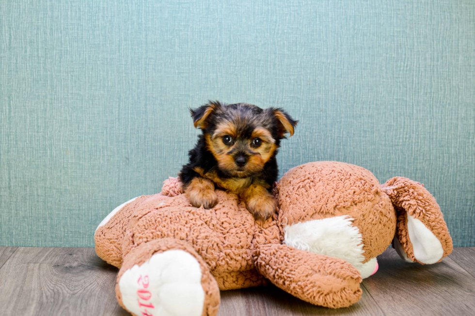 Meet Capone - our Yorkshire Terrier Puppy Photo 