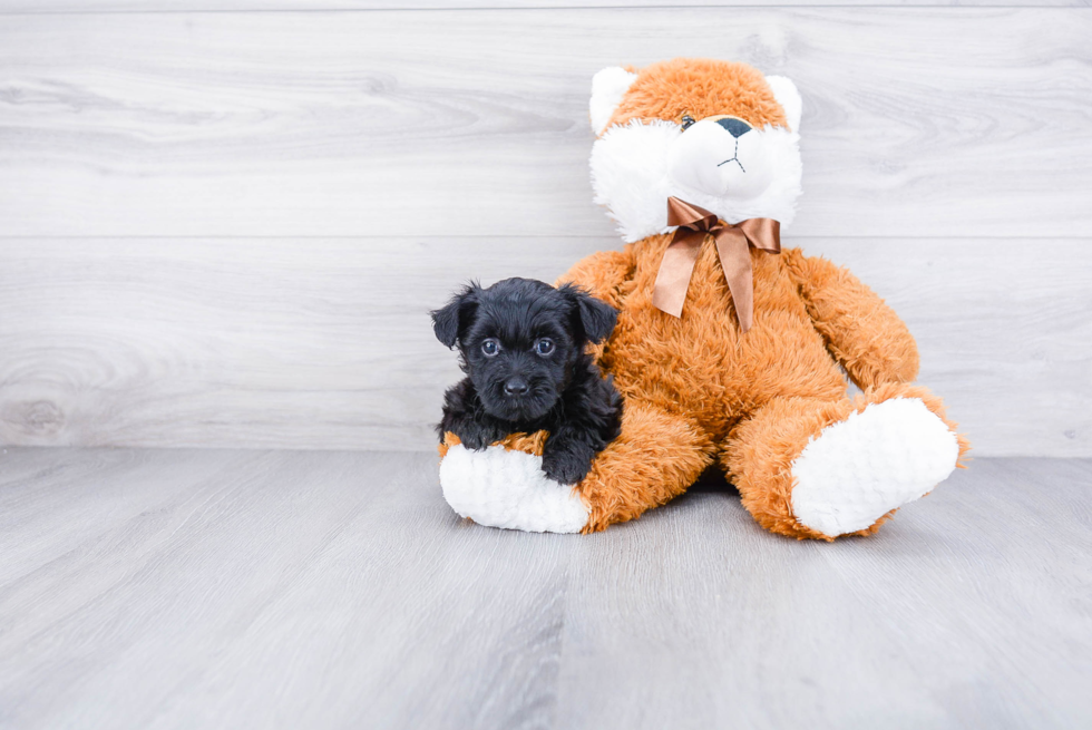 Yorkie Poo Puppy for Adoption