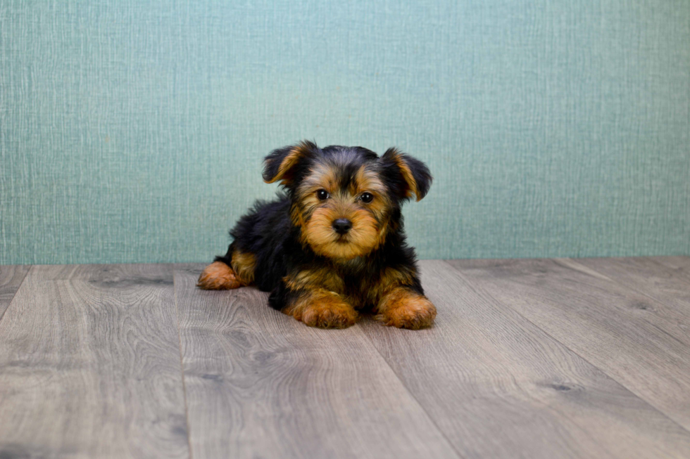 Meet Simon - our Yorkshire Terrier Puppy Photo 