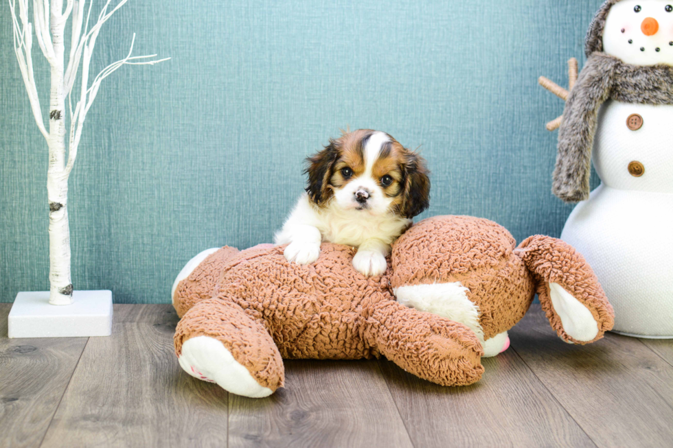 Petite Cavachon Designer Pup