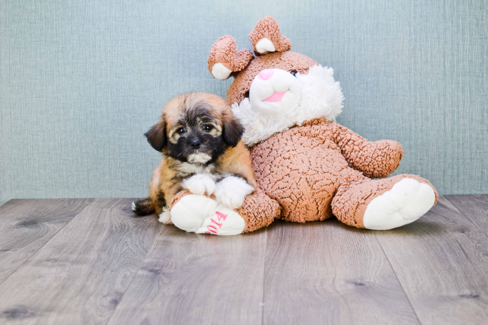 Playful Havanese Baby