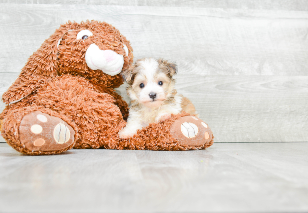 Cute Morkie Baby