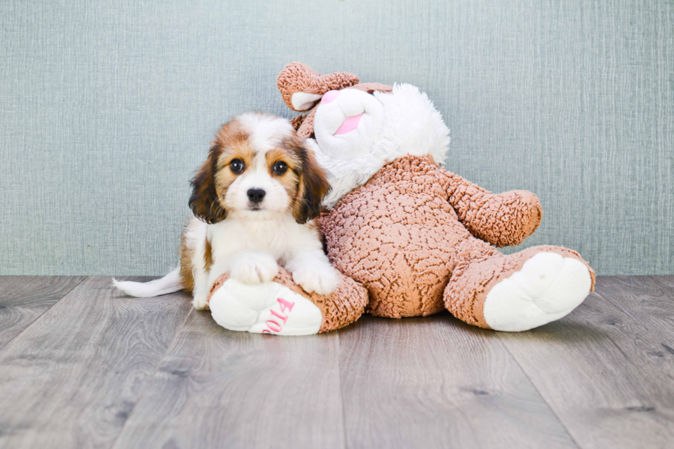 Cavachon Puppy for Adoption