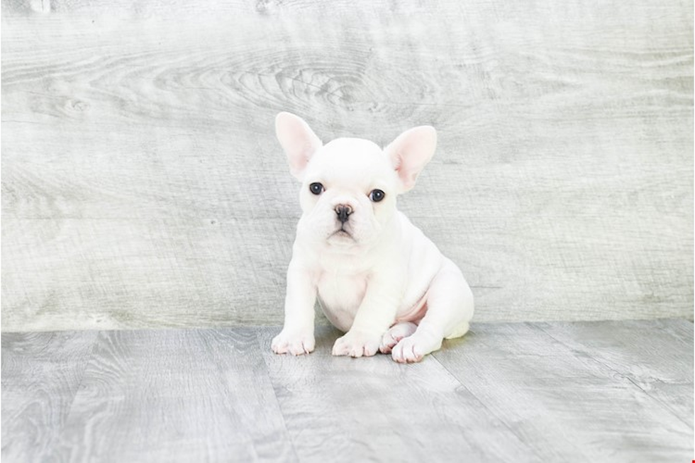 French Bulldog Pup Being Cute