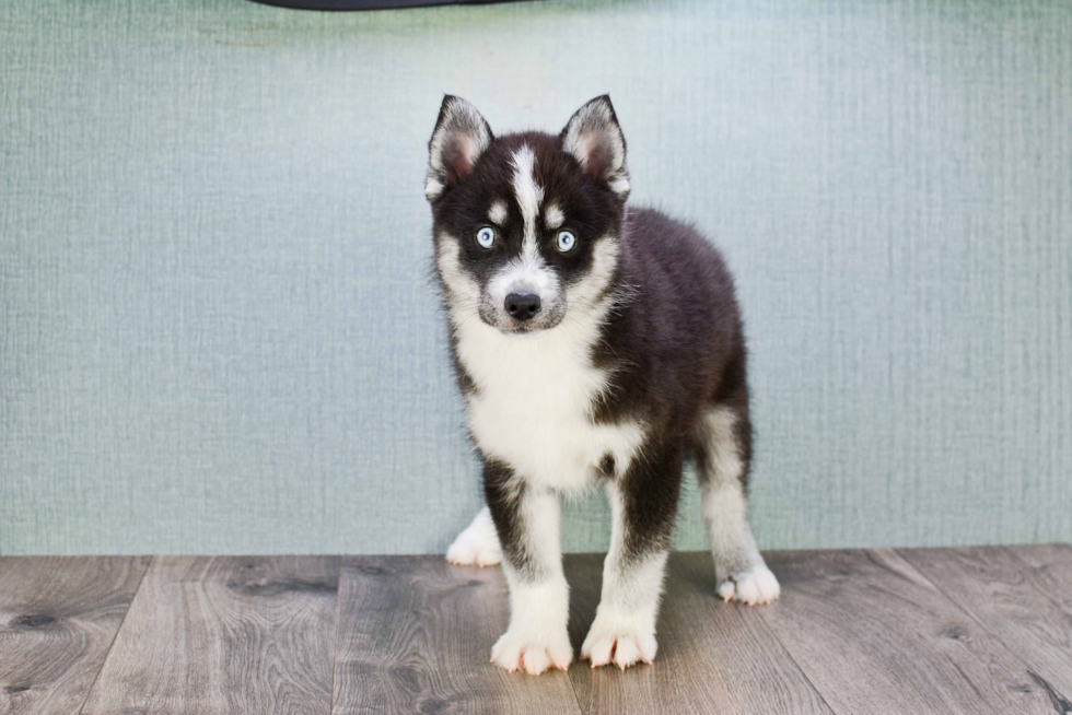 Petite Pomsky Designer Pup