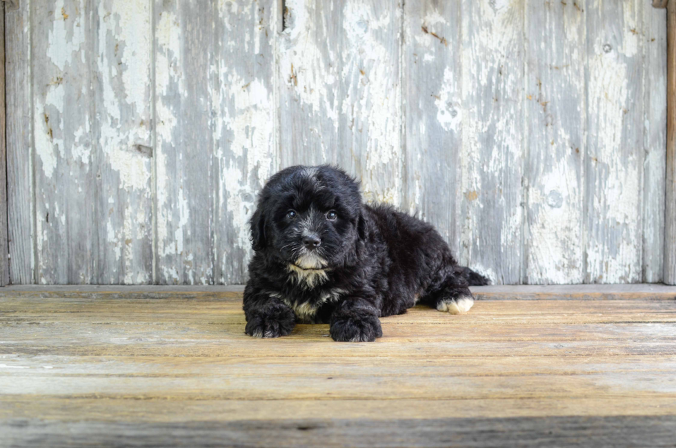 Mini Bernedoodle Pup Being Cute