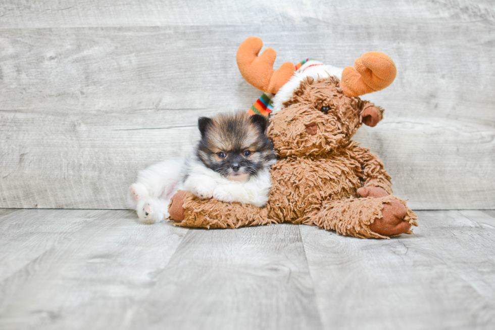 Petite Pomeranian Purebred Puppy