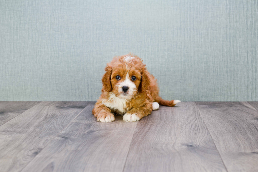 Cavapoo Puppy for Adoption