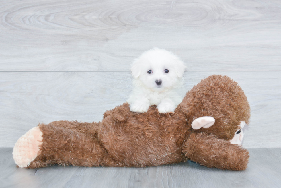 Maltese Pup Being Cute