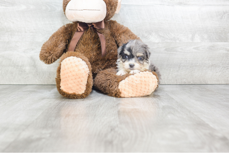 Mini Aussiedoodle Puppy for Adoption