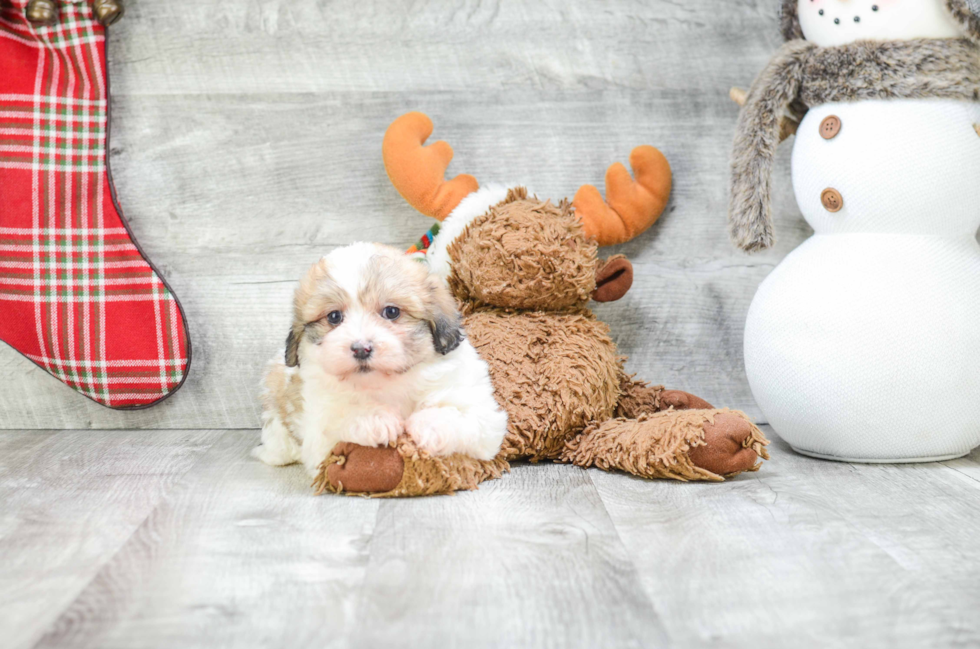 Teddy Bear Pup Being Cute