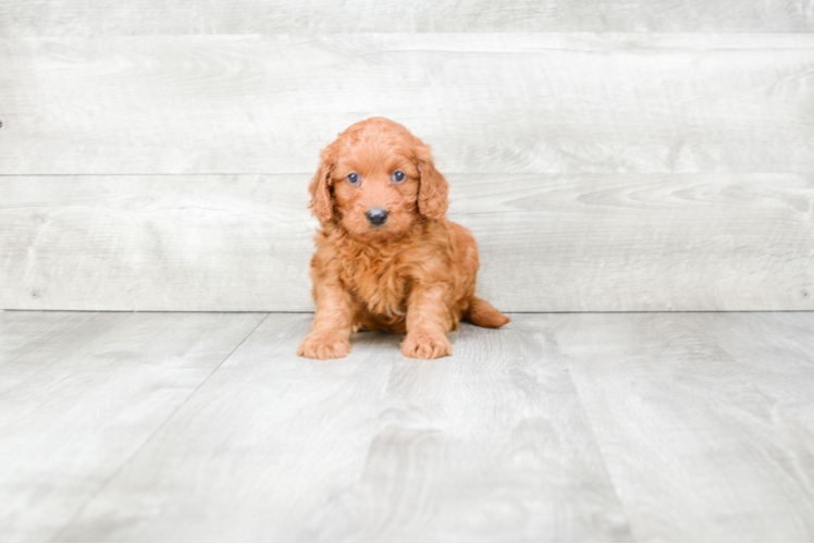 Playful Golden Retriever Poodle Mix Puppy