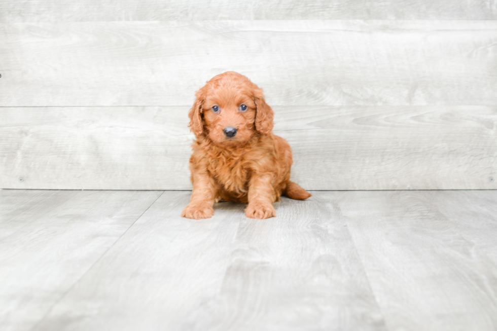 Playful Golden Retriever Poodle Mix Puppy