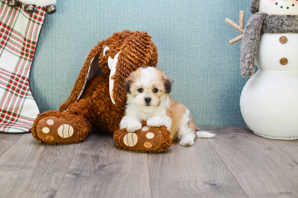 Havanese Puppy for Adoption