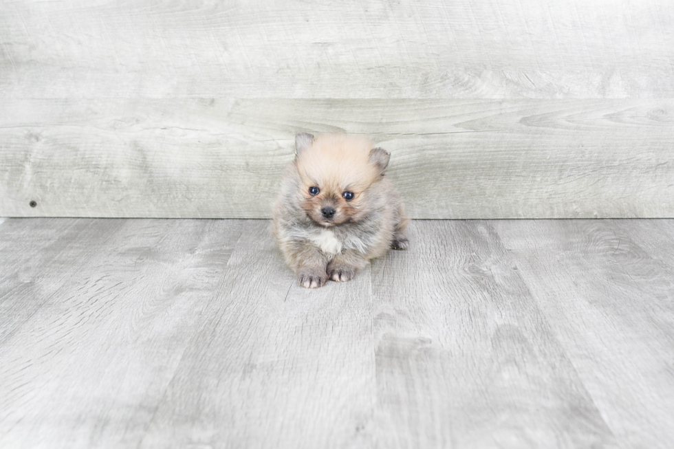 Best Pomeranian Baby