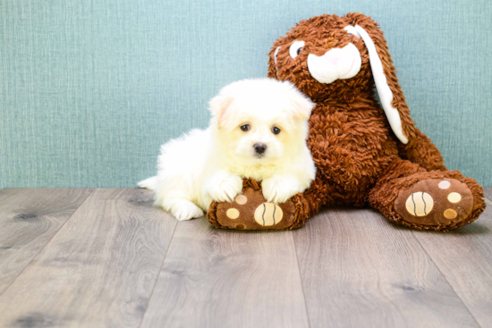 Maltipom Pup Being Cute