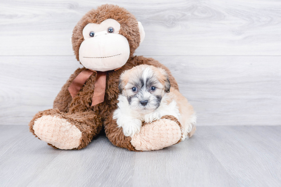 Playful Maltepoo Poodle Mix Puppy