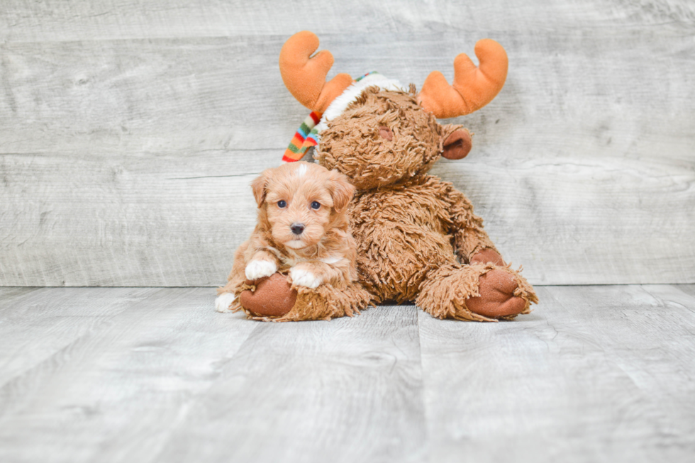 Maltipoo Puppy for Adoption