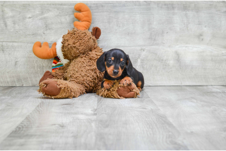 Cute Dachshund Purebred Puppy