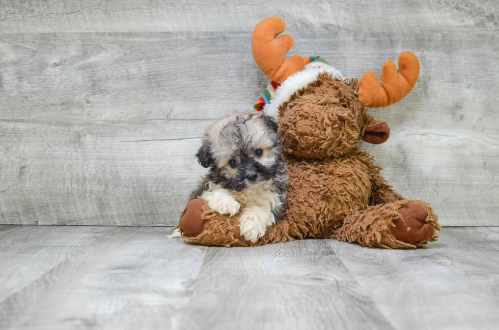 Playful Havanese Purebred Pup