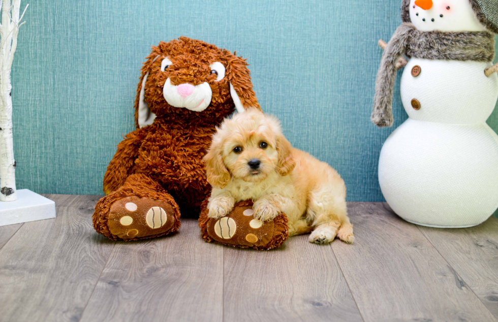 Cavapoo Pup Being Cute