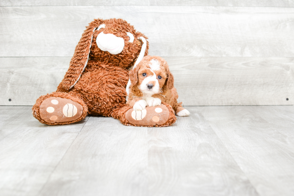 Cavapoo Puppy for Adoption