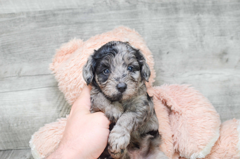 Cute Mini Aussiedoodle Baby