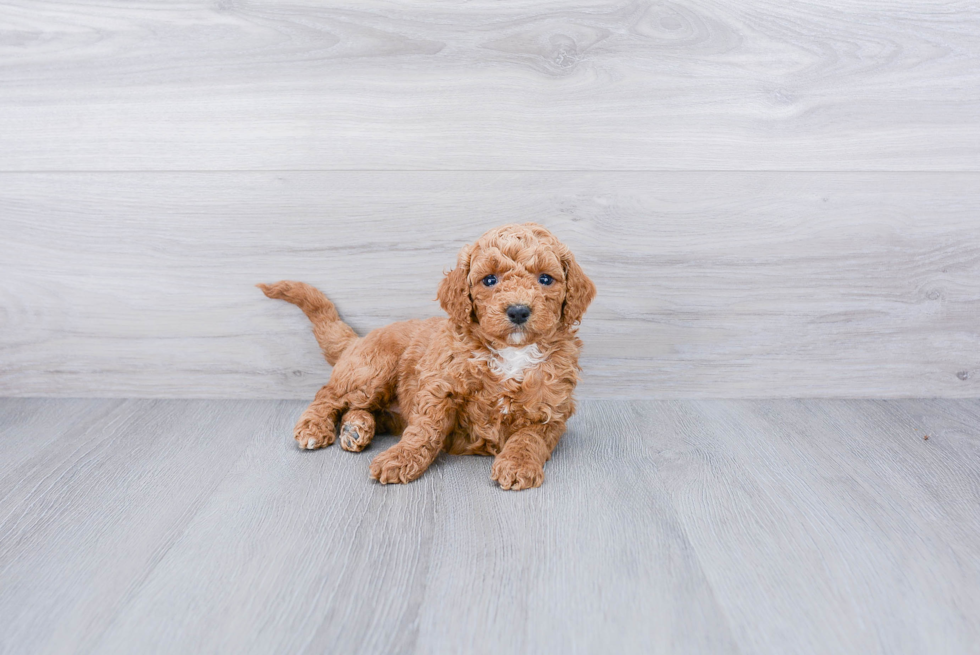 Cockapoo Pup Being Cute