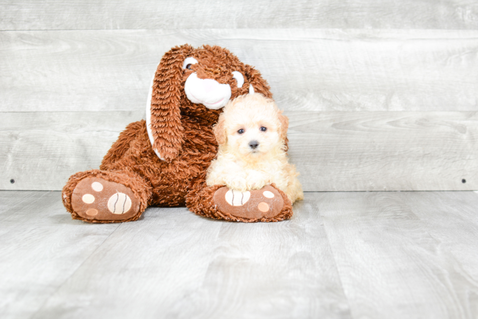 Best Maltipoo Baby